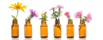 Examens: gérer le stress grâce aux fleurs de Bach